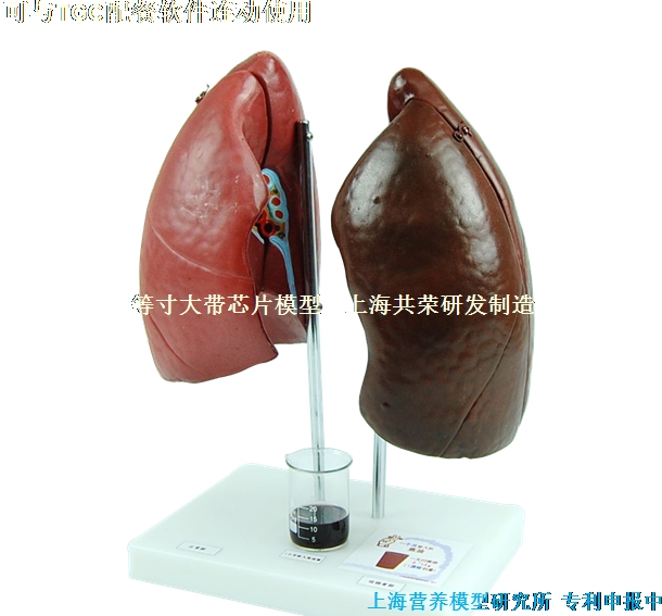 Model of  Lobi Pulmonis 