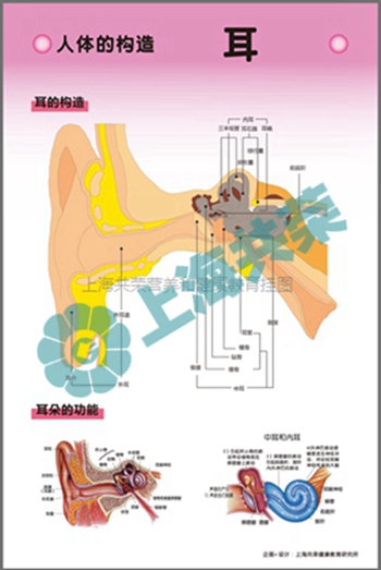 人體的構(gòu)造-耳