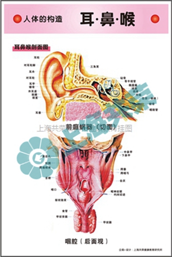 人體的構(gòu)造--耳鼻喉剖面圖