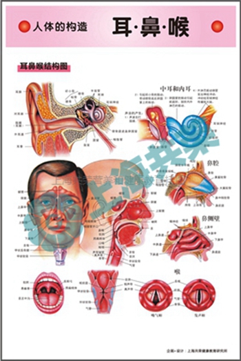 人體的構(gòu)造--耳鼻喉結(jié)構(gòu)圖