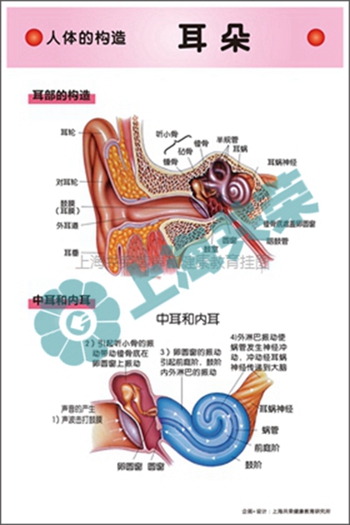 人體的構(gòu)造-耳朵2