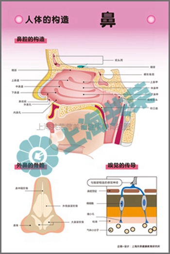 人體的構(gòu)造--鼻