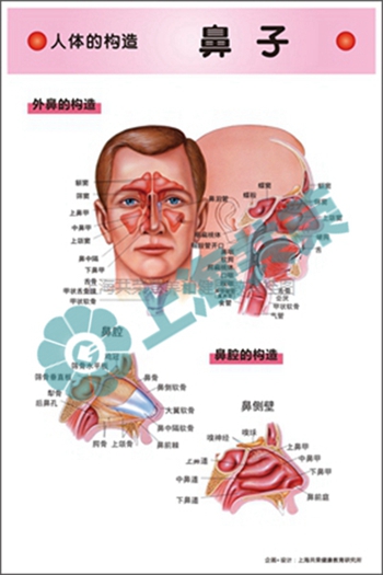 人體的構(gòu)造--鼻子2