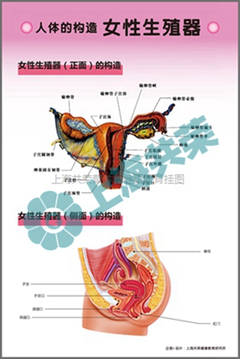 人體的構(gòu)造-女性生殖器官