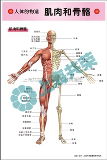 人體的構(gòu)造--肌肉和骨骼