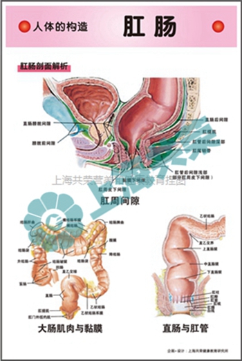 人體的構(gòu)造--肛腸剖面