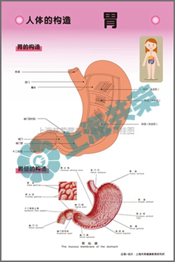 人體的構(gòu)造